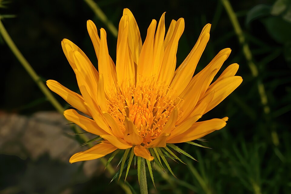 Berkheya zeyheri