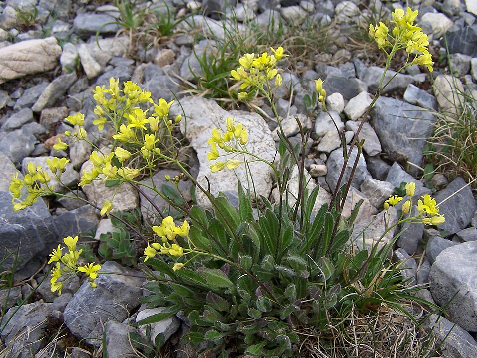 Biscutella laevigata