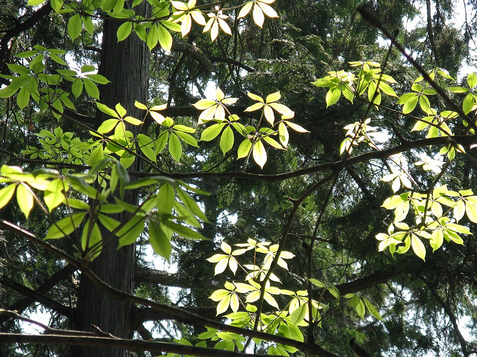 Chengiopanax sciadophylloides