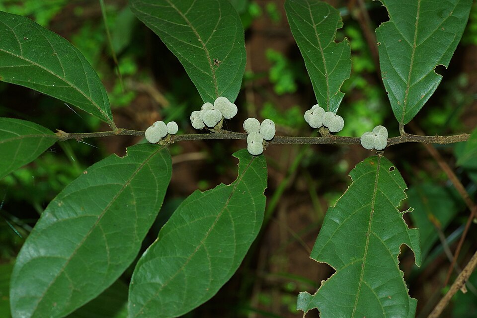 Dichapetalum gelonioides