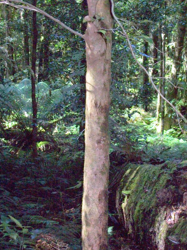 Gossia acmenoides