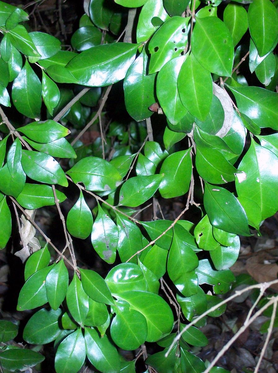 Gossia fragrantissima