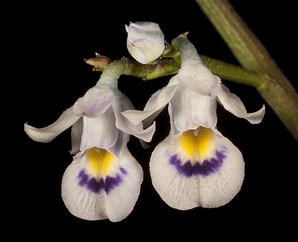 Hybanthus floribundus