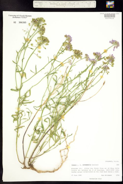 Iberis intermedia