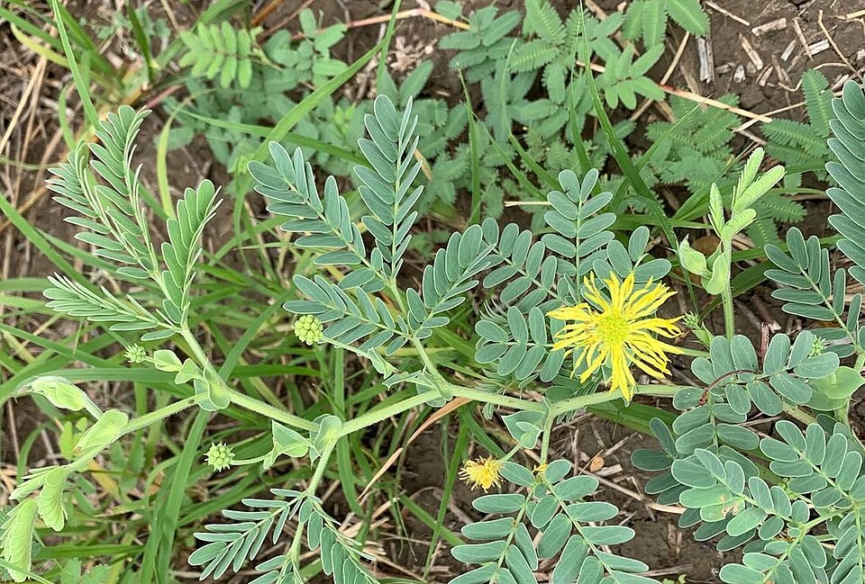 Neptunia amplexicaulis