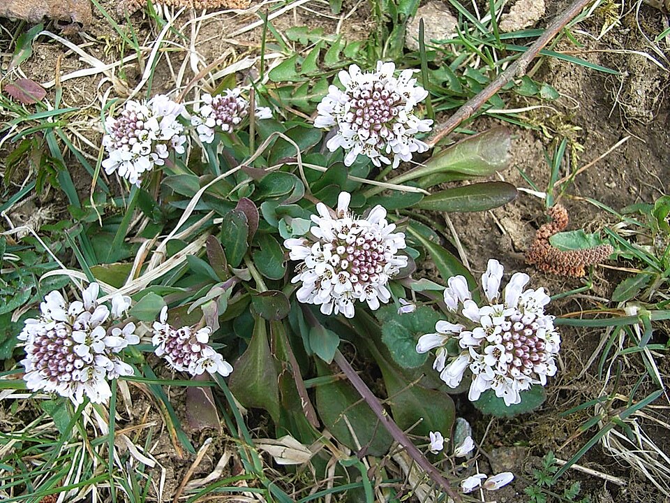 Noccaea caerulescens