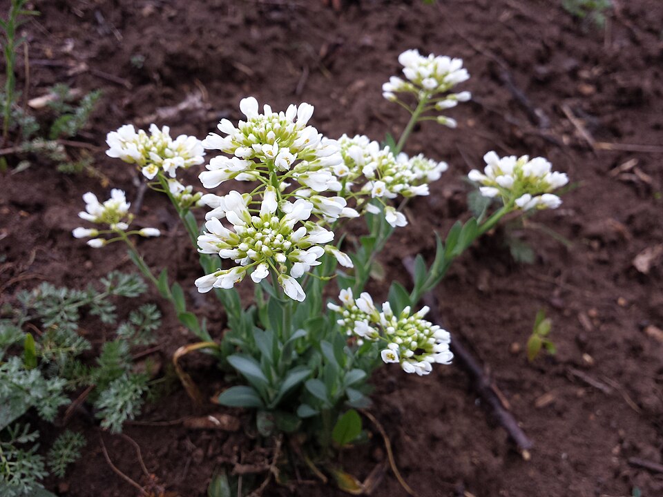 Noccaea goesingensis