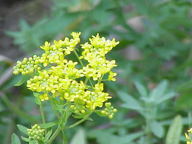 Odontarrhena chalcidica