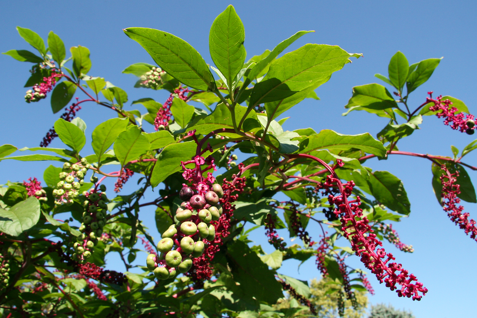 Phytolacca americana