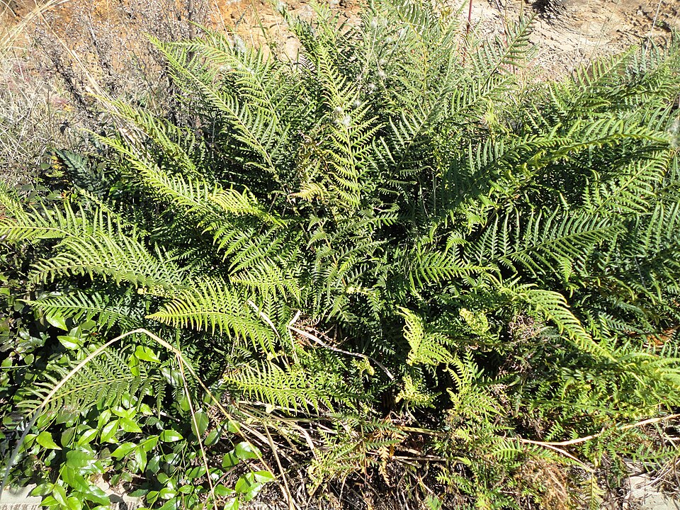 Pityrogramma calomelanos