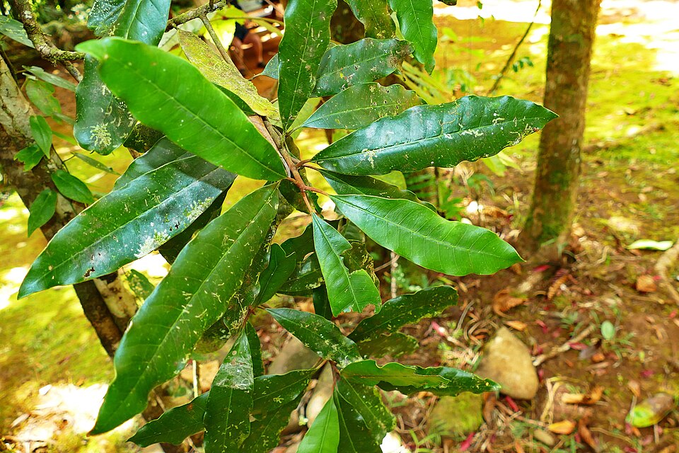Pycnandra acuminata
