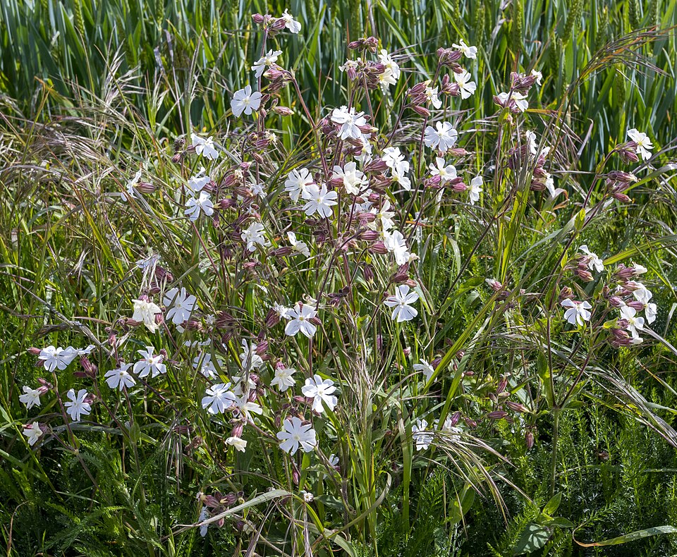 Silene latifolia