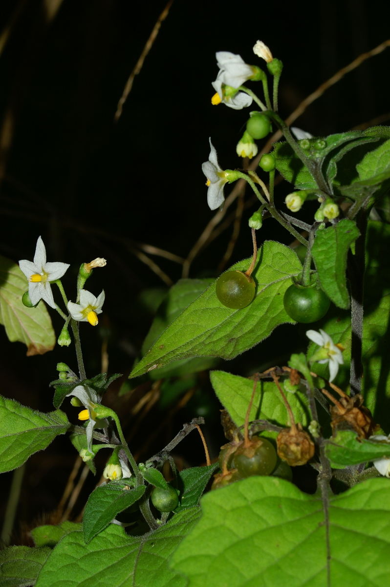 Solanum nigrum