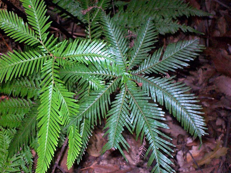Sticherus flabellatus